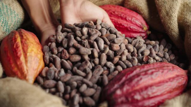 Beautiful shot of female cacao farmer hands picking up and slowly letting go dried fermented cacao beans