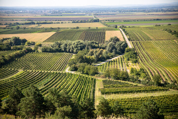 vineyard in the region