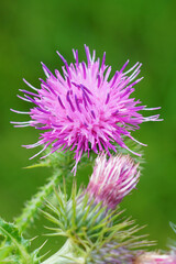 Vertical closeup on a colorful purple Canada, creeping field thistle flower, Cirsium arvense against a green background
