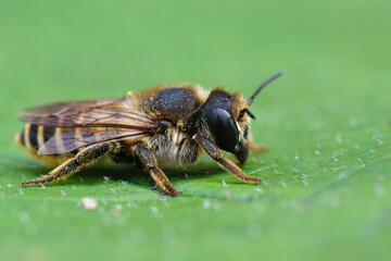 Closeup on a female banded mud bee, Megachile ericetorum, sitting on a green leaf