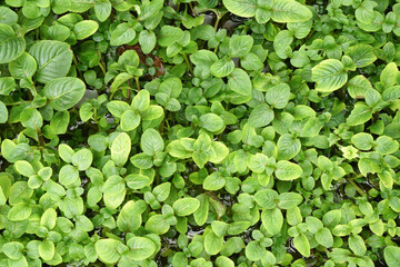 Green Nature Top view of Melastomes Leaves plants on the ground - The family Melastomataceae - Melastomes are annual or perennial herbs, shrubs, or small trees , nature backdrops in park garden