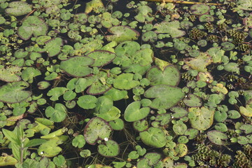 lotus flower leaf on pond