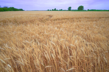 a field of ripe yellow wheat against a blue sky