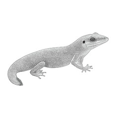Lizard gecko illustration artwork vector graphic, cute geckos vectorized
