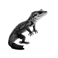 Lizard gecko illustration artwork vector graphic, cute geckos vectorized