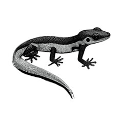 Lizard gecko illustration artwork vector graphic, cute geckos vectorized