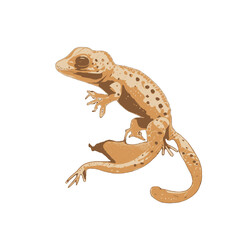 Lizard gecko illustration artwork vector graphic, cute geckos vectorized