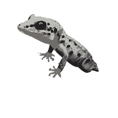 Lizard gecko illustration artwork vector graphic, cute geckos vectorized
