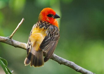 Vibrant orange bird perching in natural environment 