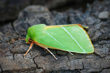 Closeup of the colorful green silver lines moth, Pseudoips prasinana on a piece of wood