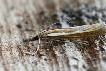 Closeup on the Common grass veneer, Agriphila tristella sitting on wood