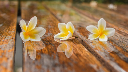 'Jepun' flowers (Nerium Oleander) are gold on wooden background
