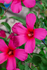 Naklejka premium Beautiful purple hibiscus flower close up