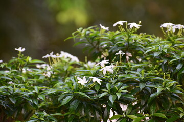 Fototapeta premium green nature over white flowers 