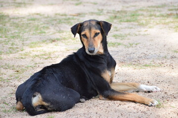 bernese mountain dog