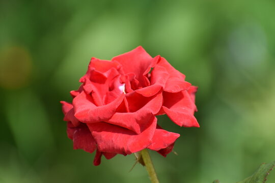 รูปภาพRoes-Flower – เลือกดูภาพถ่ายสต็อก เวกเตอร์ และวิดีโอ241 | Adobe Stock