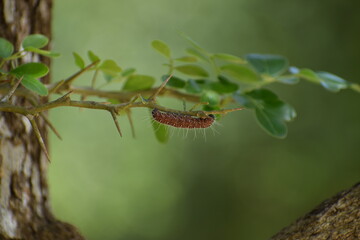 caterpillar on a branch