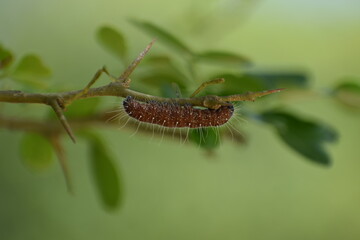 caterpillar on a leaf