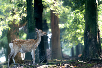 奈良-【奈良公園（飛火野）の鹿】