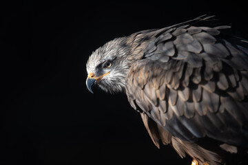 Portrait of a beautiful Red Kite (milvus milvus) standing on a tree branch. National bird of Wales.

