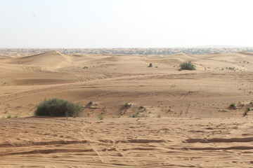 camellos y atadecer en el desierto