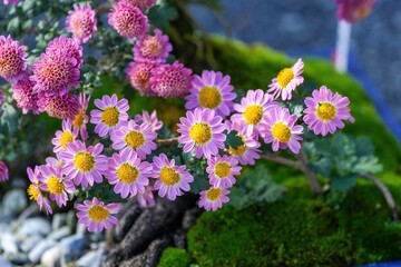 満開のピンクと黄色のコラボがかわいい小菊の花