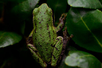 Frog