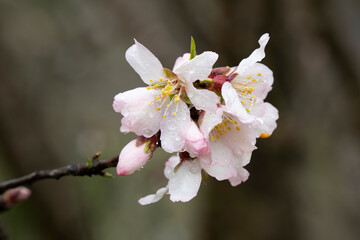 Fototapeta premium A Wet Almond Flower