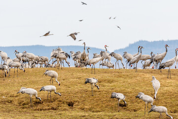 Fototapeta na wymiar Cranes grazing on a field at spring