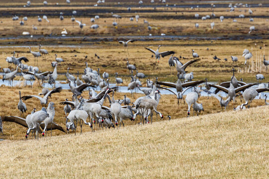 Lots of cranes at a wetland in the spring