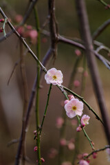 二月に梅が咲き出した