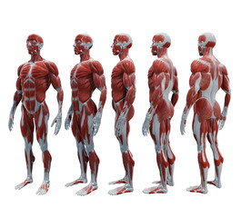 3d rendering human muscle organs model ecorche full body perspective view