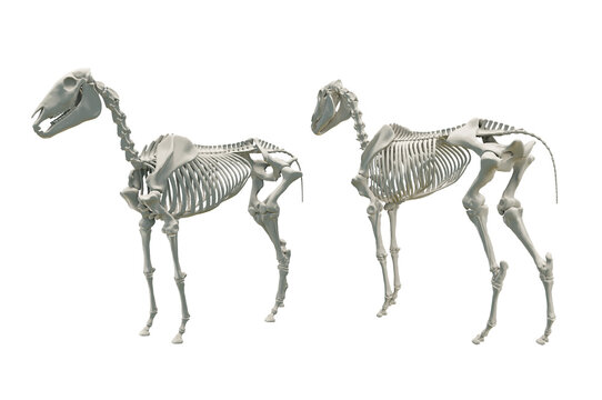 3d rendering of horse skeleton perspective view