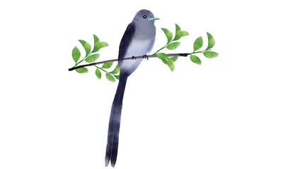 鳥