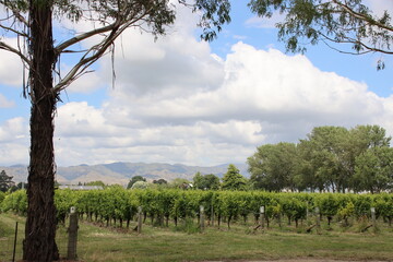 Vineyard in the Marlborough region of the South Island of New Zealand.