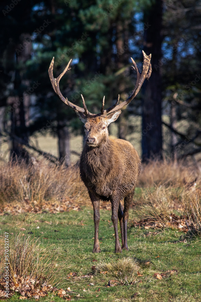 Poster an upright vertical portrait of a red deer stag as he stands facing the camera in a natural woodland