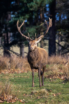 An upright vertical portrait of a red deer stag as he stands facing the camera in a natural woodland setting