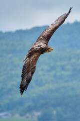 eagle in flight