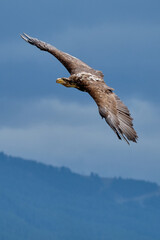 Eagle in flight