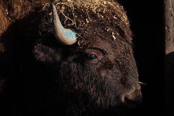 Closeup portrait of beautiful American Bison (Bison bison) in Belgrade Zoo.