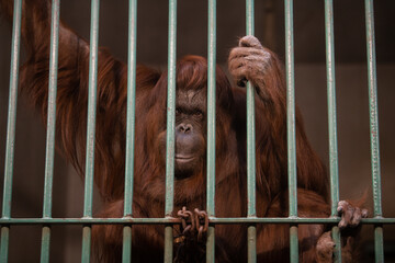 Portrait of sad and desperate monkey behind cage bars in Zoo.
