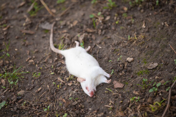 Contagion, dead rats laying on a soil floor. Dead white mouse.
