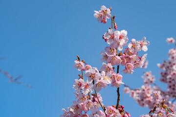 青い空とコシノカモザクラ