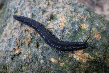 Obraz na płótnie Canvas A typical black slug on top of a rock in Malaysia