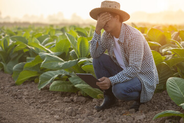 Fail, unsuccessful or very tired farmer concept. Asian farmer is working in the field of tobacco...