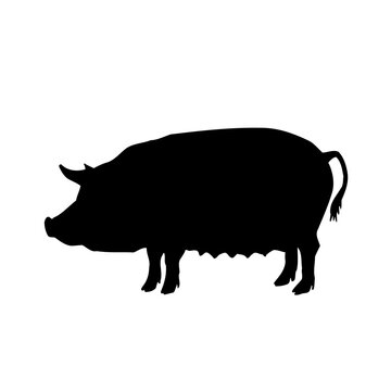 silhouette of a wild boar vector illustration