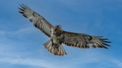 UK common buzzard