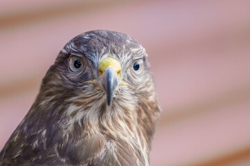 UK common buzzard
