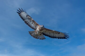 UK common buzzard