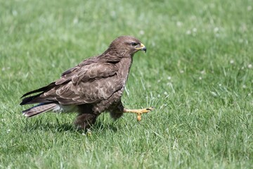 UK common buzzard